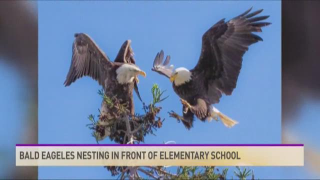 Bald Eagles in Texas are Making a Comeback: Where You Can See Them